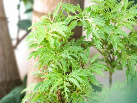 Cây đinh lăng - Loài cây "nhỏ mà có võ"