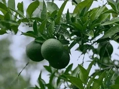 Loại quả được đánh giá "tốt bậc nhất thế giới", được trồng bạt ngàn ở Việt Nam