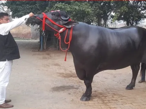 Con trâu khổng lồ được trả 30 tỷ đồng, chủ nhân "kiêu" không bán