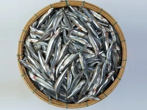 3 loại cá "tốt hơn cả cá hồi", ở chợ Việt vừa nhiều vừa rẻ nhất cái số 1