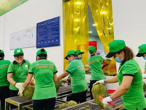 Rau quả Việt Nam: Đón kỷ lục 7 tỷ USD, thăng hạng chinh phục thị trường Mỹ, EU