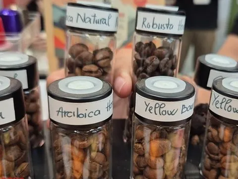 Giá cà phê hôm nay 15-12: Rớt liên tục, ông trùm cà phê nói gì?