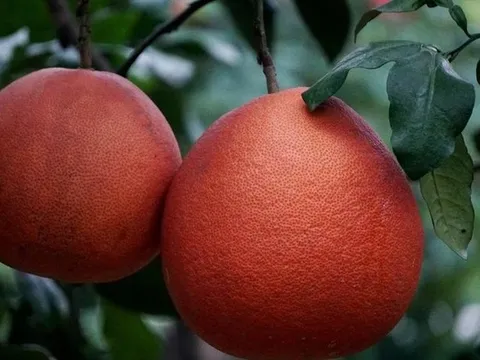 Từng là bưởi tiến vua, nay giống bưởi đỏ rực giúp nông dân “đếm tiền” mỗi dịp Tết