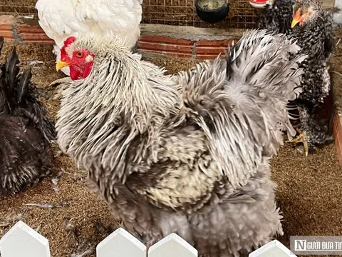 Chiêm ngưỡng đàn gà cảnh quý hiếm của người đàn ông ở Quảng Trị