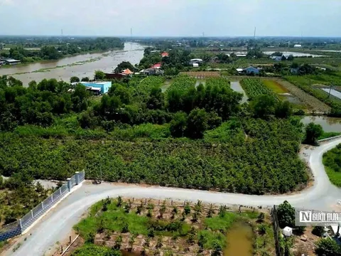 Hành trình "nở hoa" của thủ phủ mai vàng Tây Ninh