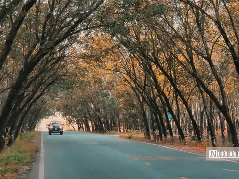 Đẹp hút hồn rừng cao su vào mùa thay lá ở Tây Ninh