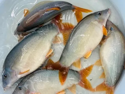 Mùa nước nổi miền Tây có đặc sản nghe tên lạ hoắc, khiến thực khách ăn rồi là nhớ mãi