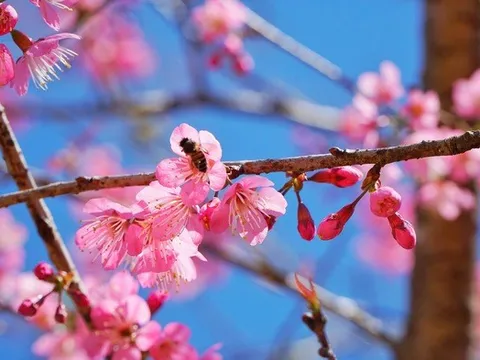 Mai anh đào nở rộ, Măng Đen "khoác áo" hồng dịp cuối năm