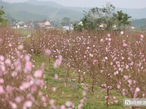 Đào nở rộ trước Tết, chủ vườn ở Nghệ An "đứng ngồi không yên"