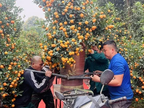Làng đào, làng quất Hà Nội vào vụ lớn dịp Tết: Rộn ràng đón khách từ vườn ra phố