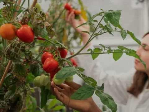 Phát minh của Anh gây rung chuyển ngành thực phẩm: Tạo ra giống cà chua mini năng suất gấp 5 lần truyền thống, có thể trồng 100 cây trên 1m2