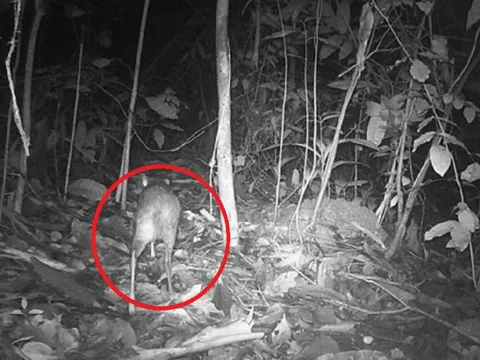 Loài vật quý hiếm bậc nhất hành tinh, tuyệt chủng 30 năm bất ngờ "tái xuất" ngỡ ngàng