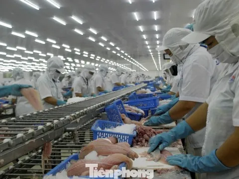 Xuất khẩu cá tra tăng mạnh