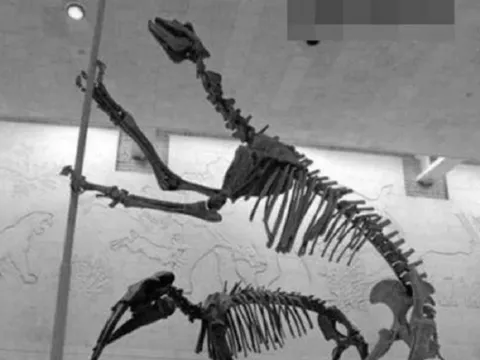 Loài vật quý hiếm bậc nhất hành tinh, tuyệt chủng 500.000 năm bỗng tái xuất khiến giới khoa học ngỡ ngàng