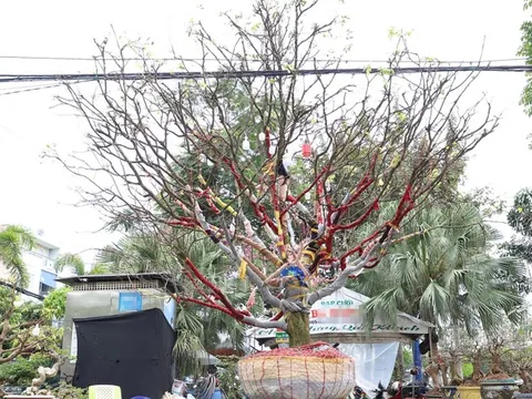 Cây mai "khủng" cao hơn 5m được rao bán với giá 3,7 tỷ đồng