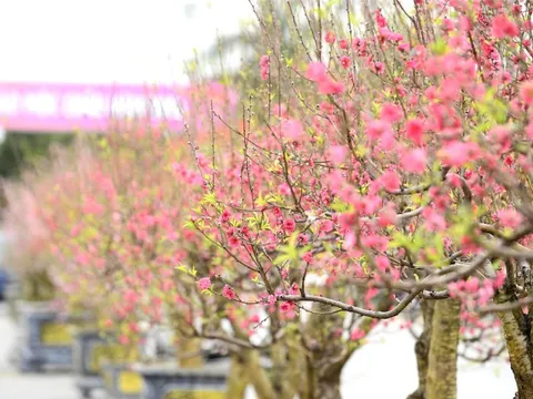 Quảng trường Lam Sơn rực rỡ hội chợ hoa đào Tết sau nhiều năm “vắng bóng” kinh doanh