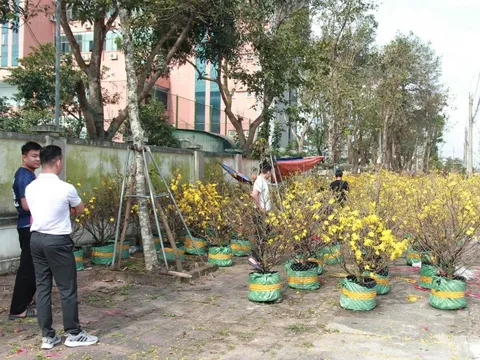 Mai vàng nở rực rỡ, hiếm khách hỏi mua, tiểu thương lo mất Tết
