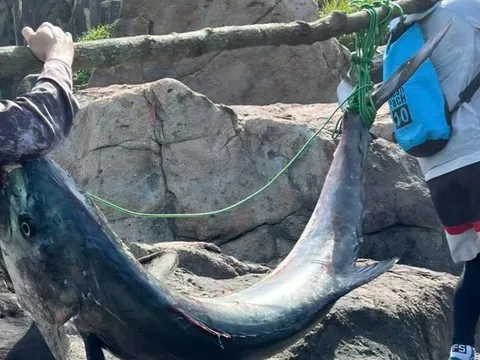 Cần thủ câu được cá "khủng" nặng 63kg, người dân vật lộn hơn 1 giờ mới đưa được lên bờ