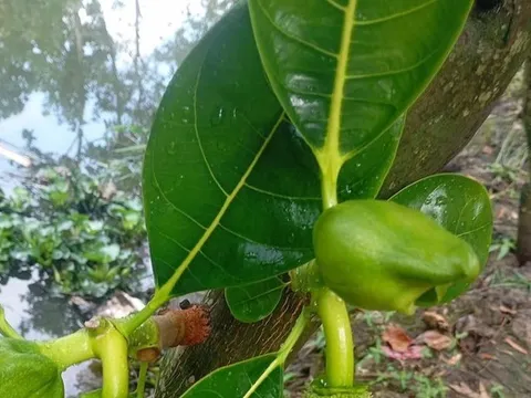 Giải rượu bằng lá mít: Kinh nghiệm dân gian hay chỉ là lời đồn?