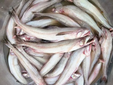 Gần 1 triệu đồng/kg cá khoai, ngư dân hồ hởi "xông biển" ngày đầu năm mới