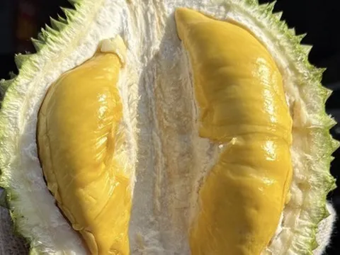 Giá sầu riêng Musang King rẻ đến bất ngờ