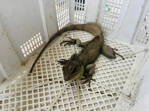 Nam thanh niên bắt được "Rồng đất" quý hiếm, vội mang nộp cho công an