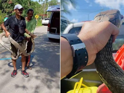 Bắt sống rắn hổ mang chúa dài 4 mét ẩn nấp trong gầm giường nhà dân