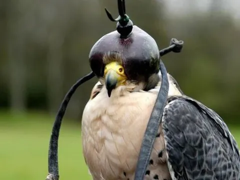 Loài chim đắt đỏ bậc nhất thế giới giá nửa tỷ/con, đi máy bay như “quý tộc”