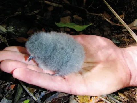 Loài vật quý hiếm bậc nhất hành tinh, tưởng tuyệt chủng 100 năm bất ngờ "tái xuất" qua một quả trứng nhỏ