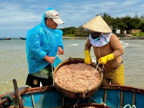 Mùa ruốc bội thu, bãi ngang Quảng Ngãi rộn ràng sau Tết