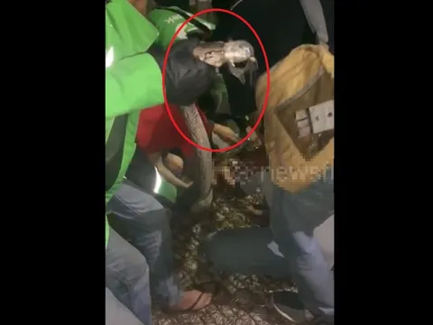 Đang nằm, người đàn ông sốc nặng khi phát hiện cảnh tượng "nổi da gà"