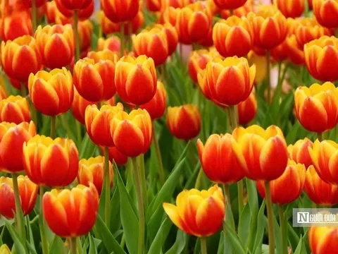 Tulip rực rỡ trên “nóc nhà Nam Bộ”