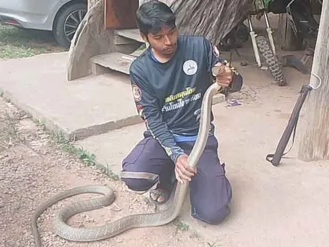 Bắt sống rắn hổ mang chúa dài 3 mét ẩn nấp trong xe ô tô