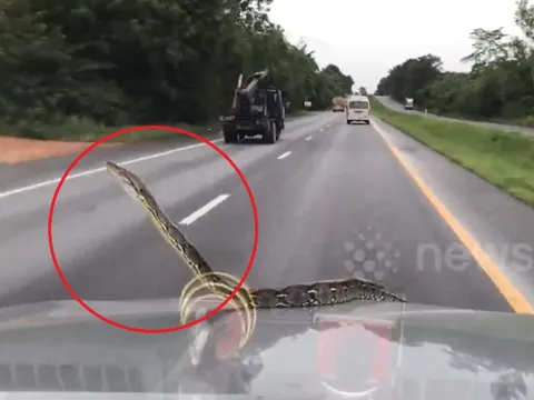 Đang lái xe, người đàn ông sốc khi phát hiện cảnh tượng "nổi da gà" trước mắt