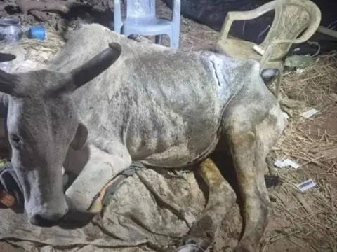 Bụng con bò phình to bất thường, bác sĩ lấy ra thứ đáng sợ