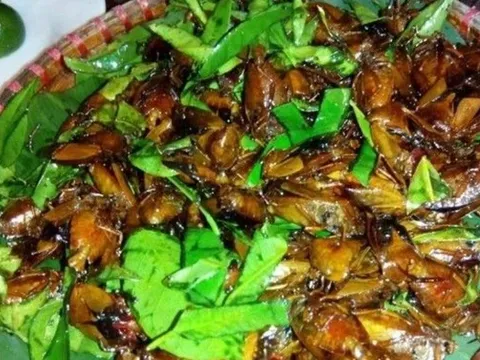 Con đặc sản xưa nhiều người “sợ xanh mặt”, nay thành đặc sản Tây Bắc tiền triệu, dân nhậu mê tít săn lùng