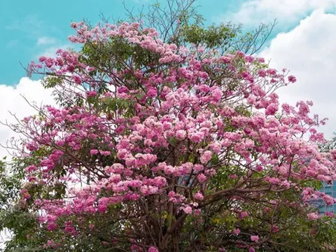 Kèn hồng khoe sắc, rực rỡ tháng 3