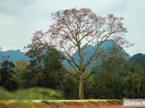 Hoa gạo bung nở rực rỡ, nhuộm đỏ một vùng quê xứ Nghệ