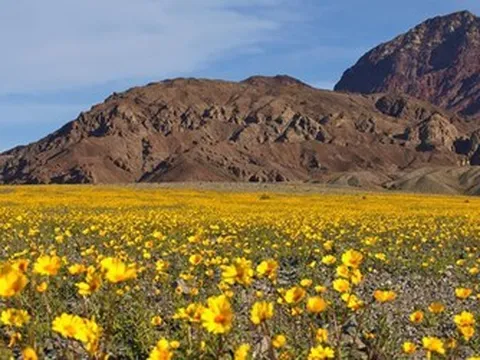 Thung lũng Chết "ngủ yên" sau 10 năm lại khoác lên mình tấm áo hoa rực rỡ
