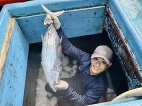 Cận cảnh hầm tàu đầy ắp cá ngừ đại dương sau chuyến biển bội thu