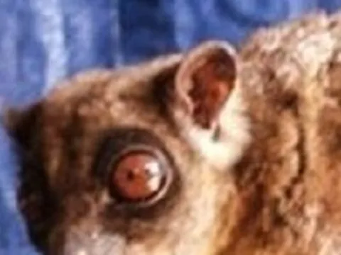 Loài vật quý hiếm bậc nhất hành tinh ngỡ đã tuyệt chủng 6.000 năm bất ngờ "tái xuất"