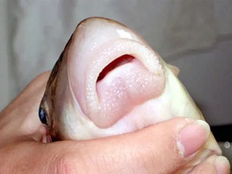 Thứ đặc sản "ngũ quý hà thủy" xưa dùng để tiến vua nay ví như một vị thuốc, đi chợ thấy đừng bỏ qua