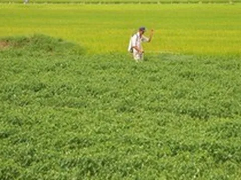 Không phải sầu riêng, loại quả cho không đầy chợ Việt được Lào, Trung Quốc đua nhau mua - nay bỗng rớt giá hơn chục lần