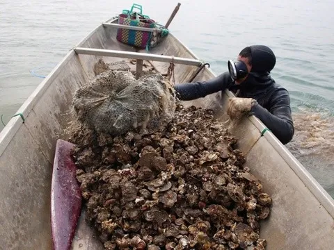 Nghề nguy hiểm ở Quảng Trị