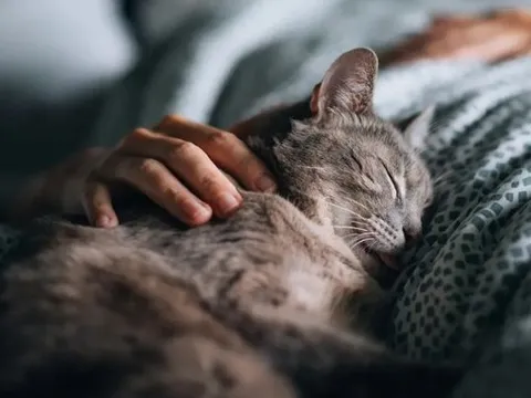 Ngủ với chó mèo: Cậu bé 14 tuổi gần như mất thị lực vĩnh viễn