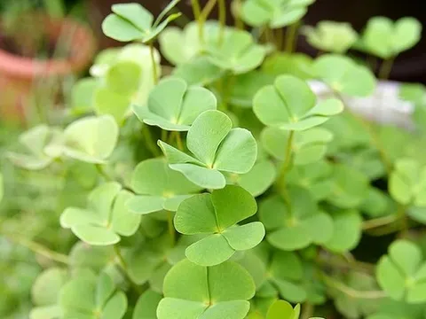 Loài rau mọc dại có tên rất lạ, nay "lên đời" thành đặc sản có hương vị đặc biệt