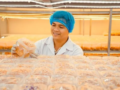 Chàng thạc sĩ bỏ phố về quê, bắt đầu khởi nghiệp bằng loài nấm "đắt đỏ"