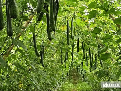 Trồng cây giải nhiệt "bình dân", anh nông dân bỏ túi hàng trăm triệu đồng/năm