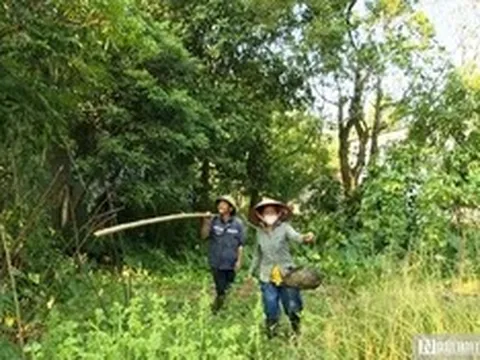 Vào rừng săn trứng kiến kiếm tiền triệu mỗi ngày