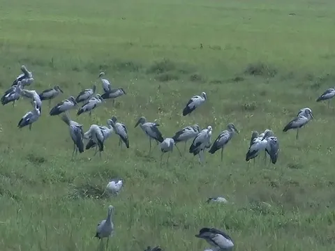 Loài chim quý trong Sách Đỏ bất ngờ tụ đàn hàng trăm con ở Hà Tĩnh